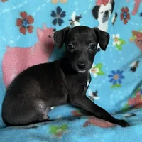 Jovi, a male Italian Greyhound for sale in Fort Branch, IN – Photo 1 of 6