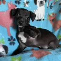 Jovi, a male Italian Greyhound for sale in Fort Branch, IN – Photo 6 of 6