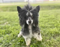 Bruno, a male Chinese Crested for sale in Fort Branch, IN – Photo 1 of 8