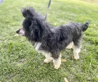 Bruno, a male Chinese Crested for sale in Fort Branch, IN – Photo 5 of 8