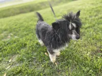 Bruno, a male Chinese Crested for sale in Fort Branch, IN – Photo 2 of 8