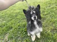 Bruno, a male Chinese Crested for sale in Fort Branch, IN – Photo 7 of 8