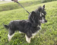 Bruno, a male Chinese Crested for sale in Fort Branch, IN – Photo 3 of 8