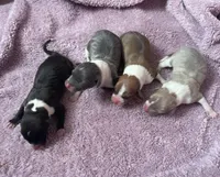 Rona’s, a female Italian Greyhound for sale in Fort Branch, IN – Photo 3 of 3