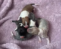 Rona’s, a female Italian Greyhound for sale in Fort Branch, IN – Photo 1 of 3