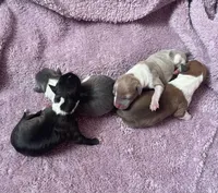 Rona’s, a female Italian Greyhound for sale in Fort Branch, IN – Photo 2 of 3