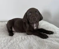 Hope, a female German Shorthaired Pointer for sale in Chester, WV – 2 of 7