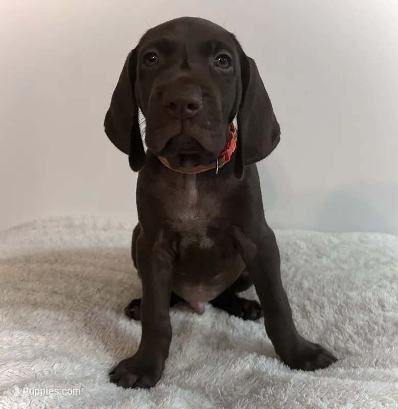 King – German Shorthaired Pointer puppy for sale in Chester, WV