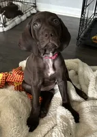 Hope, a female German Shorthaired Pointer for sale in Chester, WV – 4 of 7