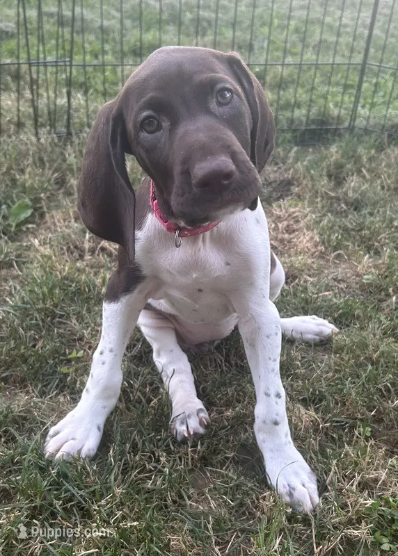 Joy – German Shorthaired Pointer puppy for sale in Chester, WV