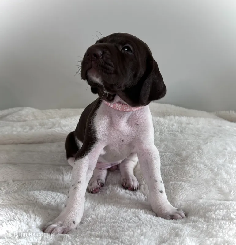 Joy – German Shorthaired Pointer puppy for sale in Chester, WV