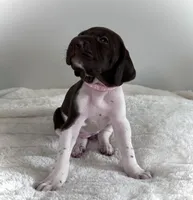 Joy, a female German Shorthaired Pointer for sale in Chester, WV – 1 of 3