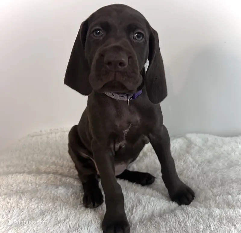 Faith – German Shorthaired Pointer puppy for sale in Chester, WV