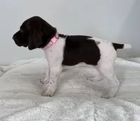 Joy, a female German Shorthaired Pointer for sale in Chester, WV – 2 of 3