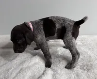 Mercy, a female German Shorthaired Pointer for sale in Chester, WV – 3 of 3