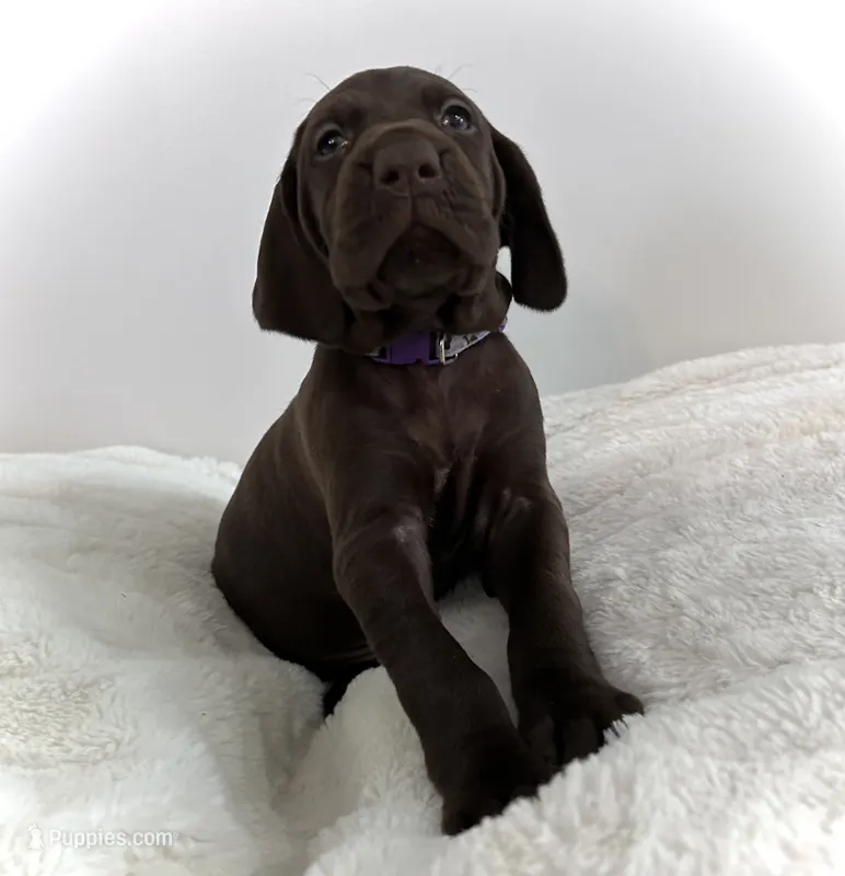 Faith – German Shorthaired Pointer puppy for sale in Chester, WV