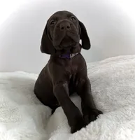Faith, a female German Shorthaired Pointer for sale in Chester, WV – 1 of 2