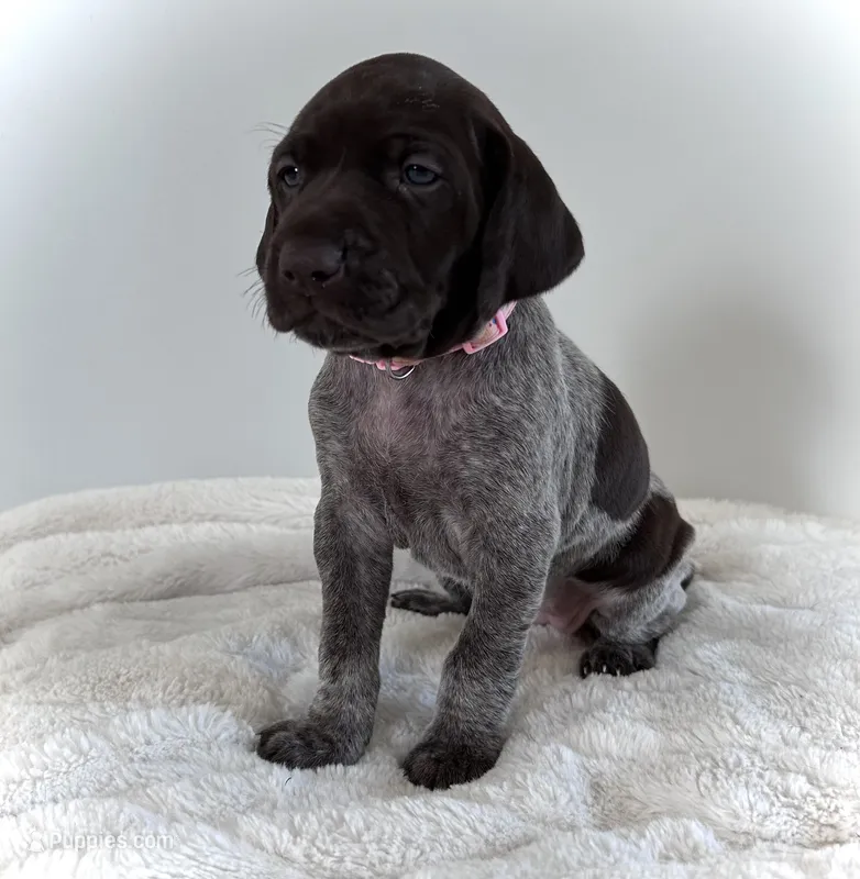 Mercy – German Shorthaired Pointer puppy for sale in Chester, WV