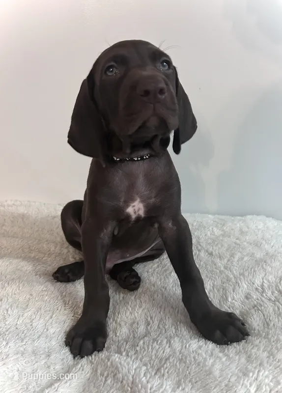 Honor – German Shorthaired Pointer puppy for sale in Chester, WV