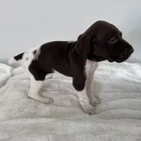 Joy, a female German Shorthaired Pointer for sale in Chester, WV – 3 of 3
