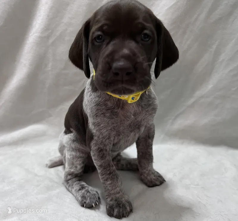 Angel – German Shorthaired Pointer puppy for sale in Chester, WV