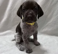 Angel, a female German Shorthaired Pointer for sale in Chester, WV – 1 of 3