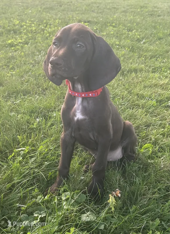 Hope – German Shorthaired Pointer puppy for sale in Chester, WV