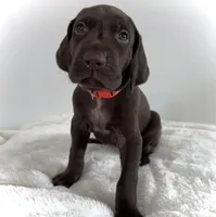 King, a male German Shorthaired Pointer for sale in Chester, WV – 1 of 2