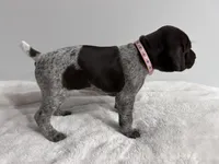 Mercy, a female German Shorthaired Pointer for sale in Chester, WV – 2 of 3