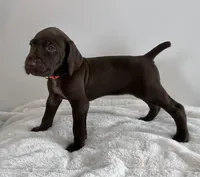 King, a male German Shorthaired Pointer for sale in Chester, WV – 2 of 2
