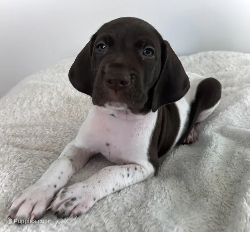 Noble – German Shorthaired Pointer puppy for sale in Chester, WV