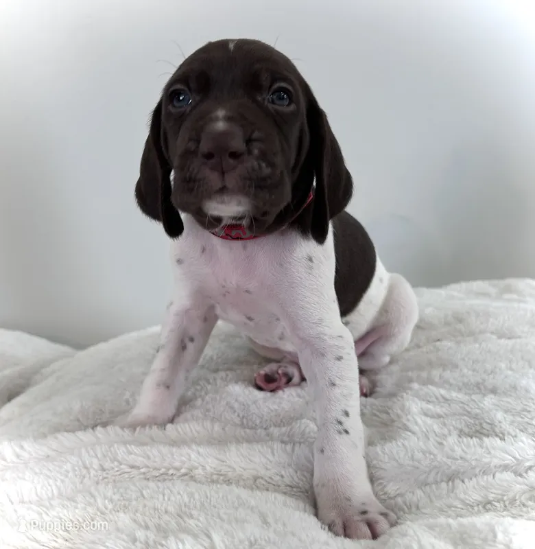 Zion – German Shorthaired Pointer puppy for sale in Chester, WV