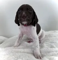 Zion, a male German Shorthaired Pointer for sale in Chester, WV – 1 of 3