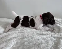 Zion, a male German Shorthaired Pointer for sale in Chester, WV – 2 of 3
