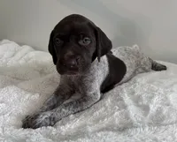 Angel, a female German Shorthaired Pointer for sale in Chester, WV – 3 of 3