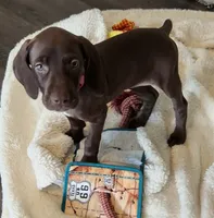 Hope, a female German Shorthaired Pointer for sale in Chester, WV – 3 of 7