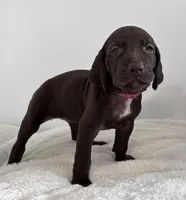 Hope, a female German Shorthaired Pointer for sale in Chester, WV – 2 of 2
