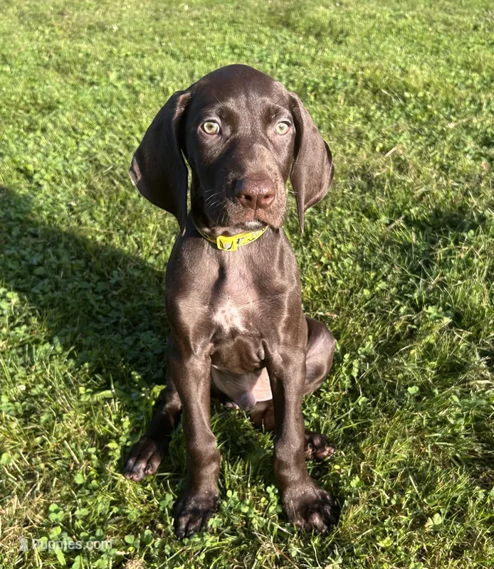 Honor – German Shorthaired Pointer puppy for sale in Chester, WV