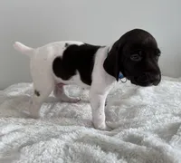 Noble, a male German Shorthaired Pointer for sale in Chester, WV – 3 of 3