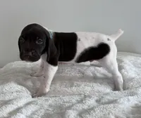 Noble, a male German Shorthaired Pointer for sale in Chester, WV – 2 of 3