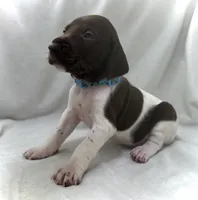 Noble, a male German Shorthaired Pointer for sale in Chester, WV – 1 of 3