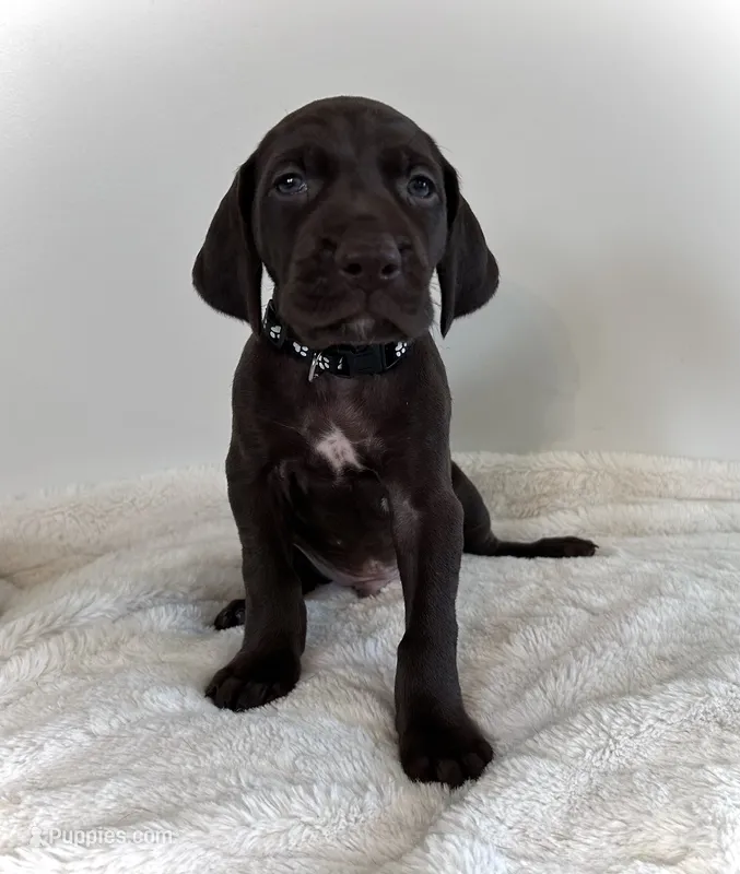 Honor – German Shorthaired Pointer puppy for sale in Chester, WV