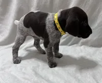Angel, a female German Shorthaired Pointer for sale in Chester, WV – 2 of 3