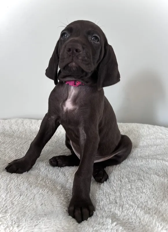Hope – German Shorthaired Pointer puppy for sale in Chester, WV
