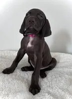 Hope, a female German Shorthaired Pointer for sale in Chester, WV – 1 of 7