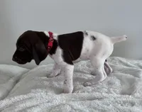 Zion, a male German Shorthaired Pointer for sale in Chester, WV – 3 of 3