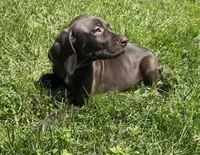Hope, a female German Shorthaired Pointer for sale in Chester, WV – 7 of 7