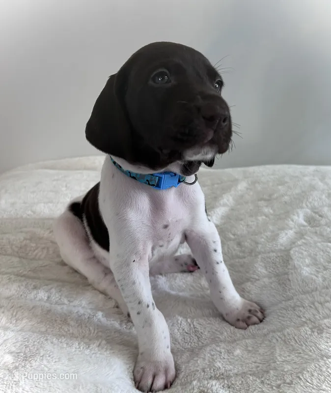 Noble – German Shorthaired Pointer puppy for sale in Chester, WV