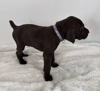 Faith, a female German Shorthaired Pointer for sale in Chester, WV – 2 of 2
