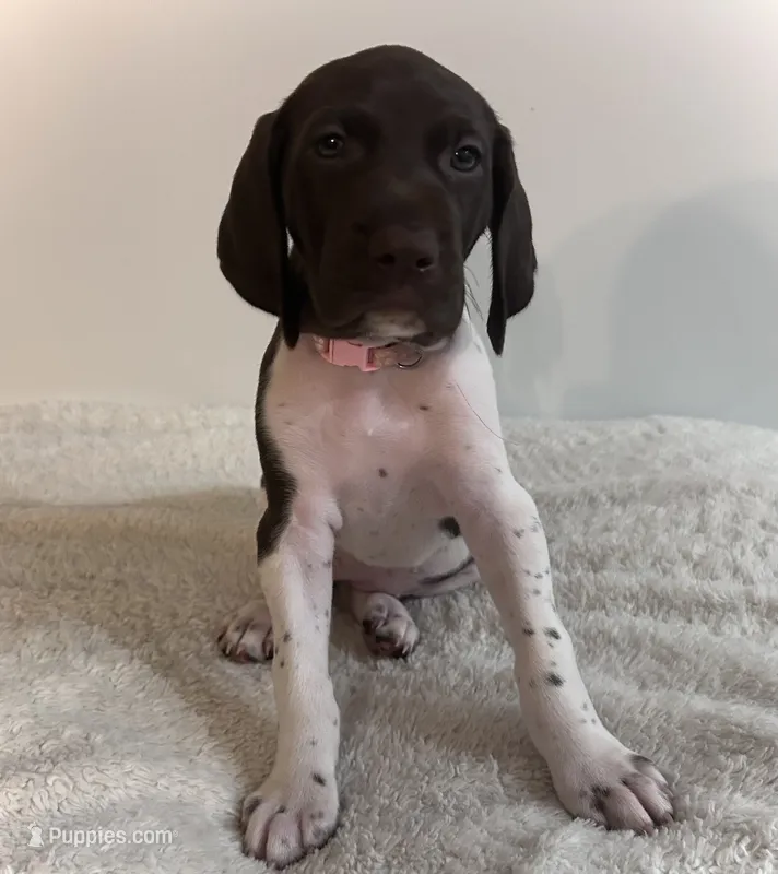 Joy – German Shorthaired Pointer puppy for sale in Chester, WV